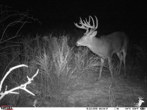 Quality Pasture with Great Hunting Potential photo