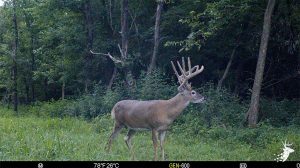 Big Bucks and Build Site Minutes From Perry Lake photo