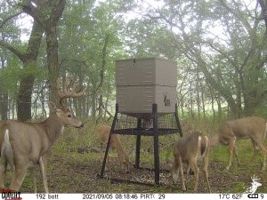 Big Buck Sanctuary with Dense Cover photo