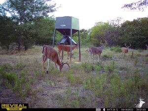 Whitetail Oasis with Tillable Income photo